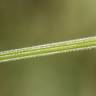 Fotografia 19 da espécie Galium tricornutum do Jardim Botânico UTAD