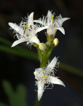 Fotografia 15 da espécie Menyanthes trifoliata no Jardim Botânico UTAD