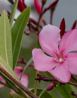 Fotografia 9 da espécie Nerium oleander no Jardim Botânico UTAD