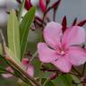 Fotografia 9 da espécie Nerium oleander do Jardim Botânico UTAD