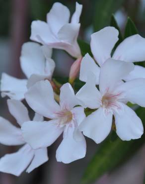 Fotografia 11 da espécie Nerium oleander no Jardim Botânico UTAD