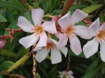 Fotografia da espécie Nerium oleander