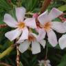 Fotografia 1 da espécie Nerium oleander do Jardim Botânico UTAD