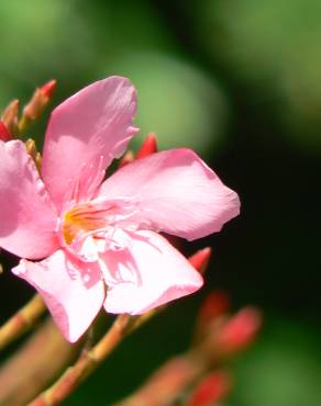 Fotografia 12 da espécie Nerium oleander no Jardim Botânico UTAD
