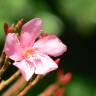 Fotografia 12 da espécie Nerium oleander do Jardim Botânico UTAD