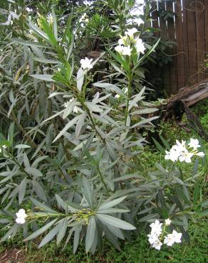 Fotografia 13 da espécie Nerium oleander no Jardim Botânico UTAD