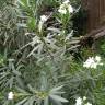 Fotografia 13 da espécie Nerium oleander do Jardim Botânico UTAD