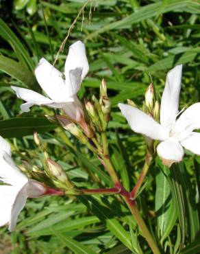 Fotografia 14 da espécie Nerium oleander no Jardim Botânico UTAD