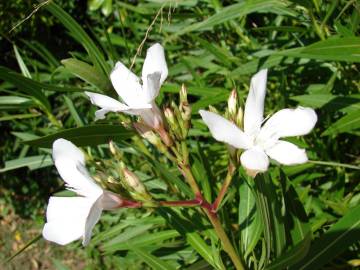 Fotografia da espécie Nerium oleander