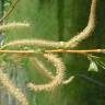 Fotografia 8 da espécie Salix fragilis do Jardim Botânico UTAD