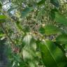 Fotografia 9 da espécie Salix fragilis do Jardim Botânico UTAD