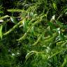 Fotografia 10 da espécie Salix fragilis do Jardim Botânico UTAD