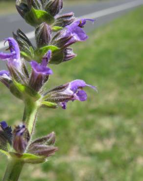 Fotografia 6 da espécie Salvia verbenaca no Jardim Botânico UTAD