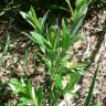 Fotografia 12 da espécie Salix fragilis do Jardim Botânico UTAD