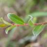 Fotografia 13 da espécie Salix fragilis do Jardim Botânico UTAD