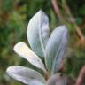 Fotografia 14 da espécie Salix fragilis do Jardim Botânico UTAD