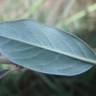 Fotografia 15 da espécie Salix fragilis do Jardim Botânico UTAD