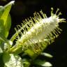 Fotografia 20 da espécie Salix fragilis do Jardim Botânico UTAD