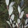 Fotografia 22 da espécie Salix fragilis do Jardim Botânico UTAD
