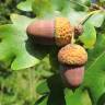 Fotografia 14 da espécie Quercus robur do Jardim Botânico UTAD