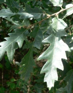 Fotografia 14 da espécie Quercus pyrenaica no Jardim Botânico UTAD