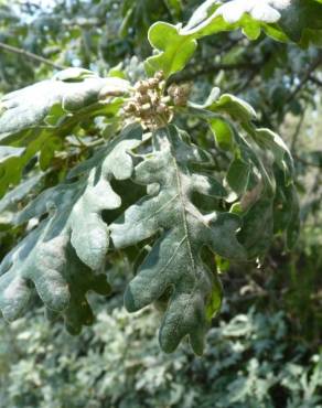 Fotografia 16 da espécie Quercus pyrenaica no Jardim Botânico UTAD