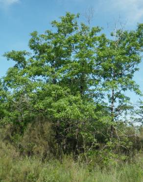 Fotografia 19 da espécie Quercus pyrenaica no Jardim Botânico UTAD