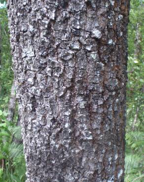 Fotografia 20 da espécie Quercus pyrenaica no Jardim Botânico UTAD