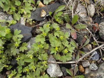 Fotografia da espécie Ranunculus parviflorus