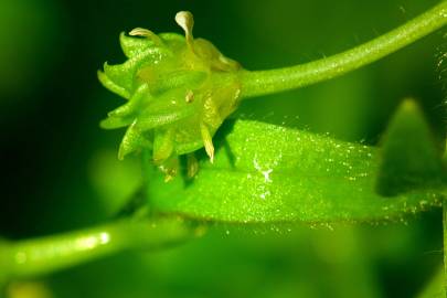 Fotografia da espécie Ranunculus parviflorus