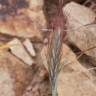 Fotografia 4 da espécie Hordeum geniculatum do Jardim Botânico UTAD