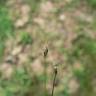 Fotografia 5 da espécie Eleocharis acicularis do Jardim Botânico UTAD