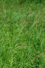 Fotografia da espécie Agrostis canina