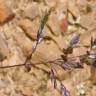 Fotografia 8 da espécie Agrostis canina do Jardim Botânico UTAD