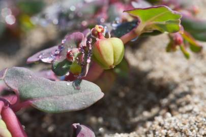 Fotografia da espécie Euphorbia peplis