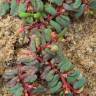 Fotografia 5 da espécie Euphorbia peplis do Jardim Botânico UTAD