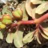 Fotografia 11 da espécie Euphorbia peplis do Jardim Botânico UTAD