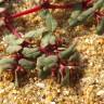 Fotografia 13 da espécie Euphorbia peplis do Jardim Botânico UTAD