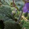 Fotografia 24 da espécie Ramonda myconi do Jardim Botânico UTAD