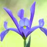 Fotografia 2 da espécie Iris xiphium do Jardim Botânico UTAD