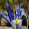 Fotografia 1 da espécie Iris xiphium do Jardim Botânico UTAD