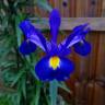 Fotografia 3 da espécie Iris xiphium do Jardim Botânico UTAD