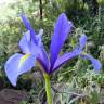 Fotografia 4 da espécie Iris xiphium do Jardim Botânico UTAD