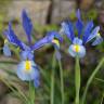 Fotografia 5 da espécie Iris xiphium do Jardim Botânico UTAD
