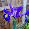 Fotografia 6 da espécie Iris xiphium do Jardim Botânico UTAD