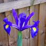 Fotografia 7 da espécie Iris xiphium do Jardim Botânico UTAD