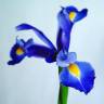 Fotografia 8 da espécie Iris xiphium do Jardim Botânico UTAD