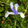 Fotografia 9 da espécie Iris xiphium do Jardim Botânico UTAD