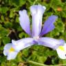 Fotografia 10 da espécie Iris xiphium do Jardim Botânico UTAD