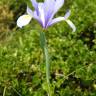 Fotografia 11 da espécie Iris xiphium do Jardim Botânico UTAD